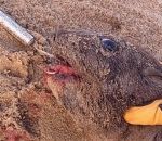 hamecon crochet Une otarie à fourrure avec un gros hameçon à la langue