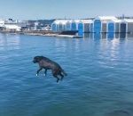 chien saut Plongeon de haut vol d'un chien