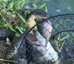 serpent Un serpent essaie de voler un poisson dans une bourriche