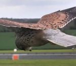 rapace vol Vol stationnaire d'un faucon crécerelle