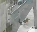 camion percuter Un piéton percuté par un camion à cause d’un chien