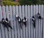 oiseau tete Des pies avec la tête coincée dans une clôture