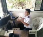 voleur singe Un singe vole le sandwich d'un gardien