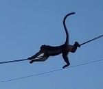 fil electrique Des singes glissent sur des fils électriques