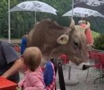 suisse Une vache offre l'apéro