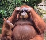enclos Un orang-outan avec des lunettes de soleil