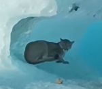 glace Un puma sur un iceberg