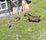 attaque sauvetage Un coq et une chèvre sauve une poule d'un faucon