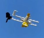 oiseau corbeau Corbeau vs Drone de livraison