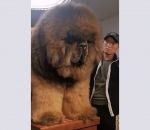 mastiff Un dogue du Tibet