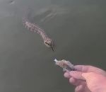 serpent Un pêcheur nourrit un serpent depuis son kayak