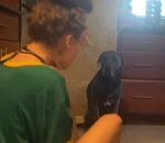 chien reaction Réaction d'un chien si sa maîtresse s'étouffe