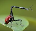 scarabee insecte Charançon girafe
