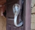 serpent porte Un serpent à la porte
