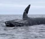 baleine explosion Explosion d'une baleine morte dans l'océan Pacifique