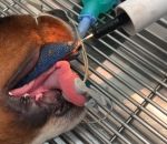 chien veterinaire Un vétérinaire retire une laisse de la gueule d'un chien
