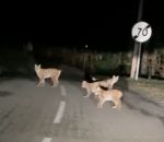 rencontre Une automobiliste rencontre une famille de lynx (Doubs)