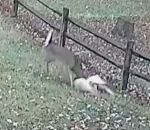 jardin attaque Un cerf attaque un chien