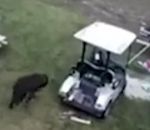 golf voiture pick-up Un chien a un accident avec une golfette