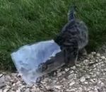 sac Un chien retire un sac de la tête d'un chat