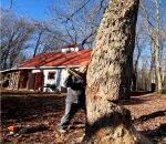 chance fail Abattage d'un arbre près d'une maison