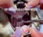 veterinaire Un chat avec une aiguille à coudre dans la gorge