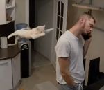 saut bond Un chat poignarde son humain dans le dos
