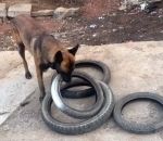 intelligent dressage technique Un chien transporte 4 pneus