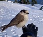 fiente Un oiseau offre un cadeau à un skieur