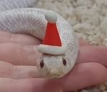 bonnet noel Petit serpent Noël