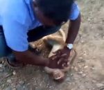 massage sauvetage Un chauffeur de taxi sauve la vie d'un singe (Inde)