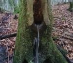 tronc Un arbre fontaine (Haute-Savoie)