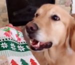 cadeau chien Une chienne reçoit un cadeau de Noël