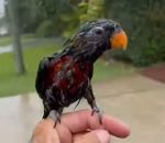 content Un homme récupère sa perruche sous la pluie