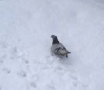 faceplant neige pigeon Pigeon voltigeur débutant