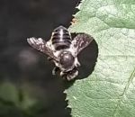 feuille L'abeille découpeuse