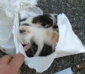 Des Boueurs Sauvent Chatons Jet S Dans Un Sac Poubelle Vid O