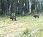 charge bison Chien vs Bison