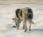 chien fuite Chien vs Souris