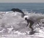 vague dauphin Des surfeurs accompagnés par des dauphins