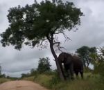 elephant Un éléphant déracine un arbre