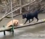 riviere chien passerelle Entraide entre chiens