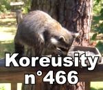 koreusity compilation fevrier Koreusity n°466