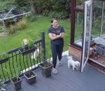 jardin chien chat Chat de berger