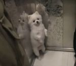 ascenseur peur Petit chien courageux mais pas téméraire