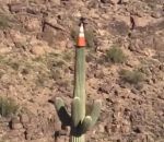 cactus Un cône de chantier sur un cactus