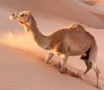 genou Dromadaire vs Dune de sable