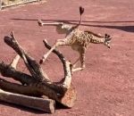 chute Un girafon découvre son enclos