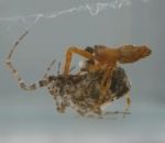male Des araignées mâles se catapultent après l’accouplement