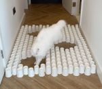 chat carton gobelet Chat vs Obstacles